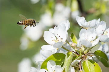 Photo sur Plexiglas Abeille bee on cherry flower with pollen in springtime