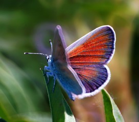 Beautiful pictures of butterflies in nature. Beautiful natural background. Macrophotography.