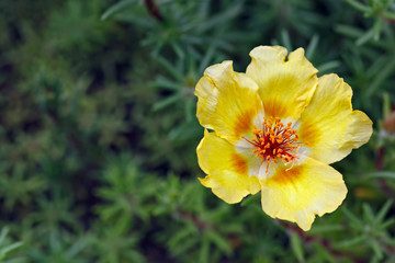 Portulaca oleracea flowers photographed close-up. Ornamental vegetation in the garden.