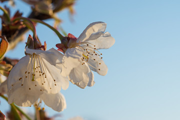 Details of cherry flowers in springtime, macro.