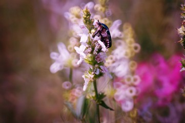 Beautiful photos of insects in nature. Macrophotography of insects in nature. Beautiful natural background.