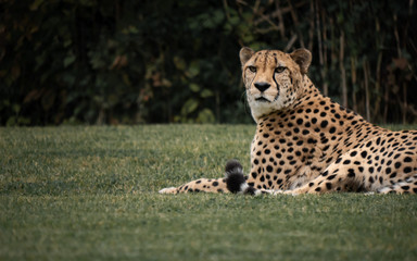 Portrait of a Resting Cheetah