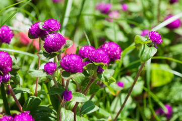 Beautiful tropical green plant with pink flowers on a light background, natural tropical background.