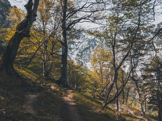 Obraz premium autumn in the forest