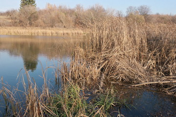 reeds in the lake