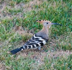 Upupa epops, bright beautiful bird, on a green grassy background.