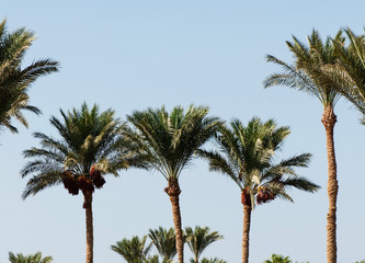 Fototapeta na wymiar Beautiful green palm tree on a blue background, natural tropical background.