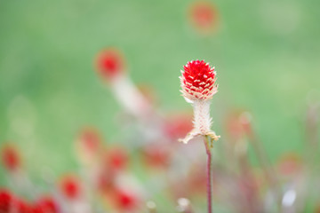 red amaranth