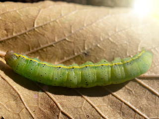 Green caterpillar on autumn leaf..fat green caterpillar. With white stripes on side.There is pattern near the header. Looks like big eyes.