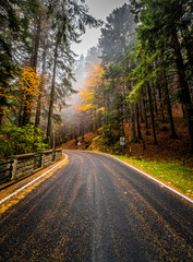 Autumn in Campigna, Italy