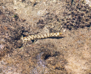 Sea moray eel in natural habitat, natural tropical background.
