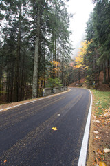 Fototapeta premium Autumn in Campigna, Italy