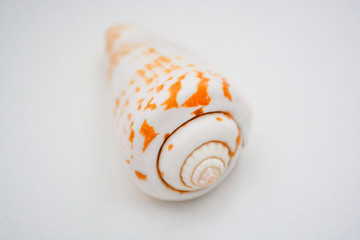 sea shell on white background with a big house