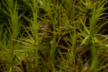 dew on moss macro