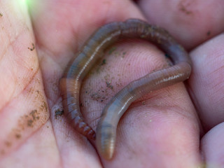 Earthworms in female hands in greenhouse chernozem. Macro Brandling, pandas, trout, tiger, wiggler, Eisenia fetida..Garden compost and worms recycle plant waste into rich soil improver and fertilizer