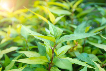 Close-up Vietnamese coriander on blurred greenery background in garden at summer under sunlight, Green nature background or wallpaper, Vegetables and Thai herbs have medicinal properties.