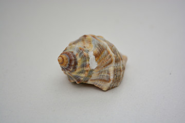 sea shell on white background with a big house