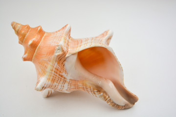 sea shell on white background with a big house