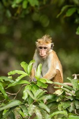Toque macaque (Macaca sinica) monkeys are a group of Old World monkeys native to the Indian subcontinent, monkey sitting on tree,  Wilpattu National Park, Sri Lanka, exotic adventure in Asia