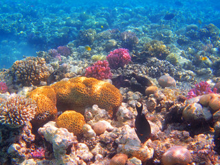 coral reef in egypt