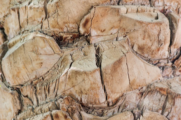 Palm bark, natural part of the trunk of a palm tree, natural background.