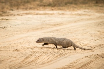 ruddy mongoose (Herpestes smithii)  on the road in Yala National Park, Sri Lanka, Asia. Beautiful wildlife scene from nature habitat from Sri Lanka, carnivorous mammal, hunting, exotic adventure