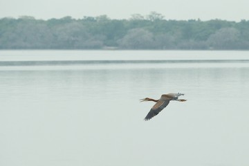 Big egret in flight with lagoon and forest in background, big bird in natural habitat, Yala National Park, Sri Lanka, Exotic birdwaitching in Asia