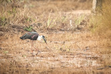 woolly-necked stork or whitenecked stork (Ciconia episcopus), stands on meadow in forest, big bird in natural habitat, Yala National Park, Sri Lanka, black and white bird, Exotic birdwaitching