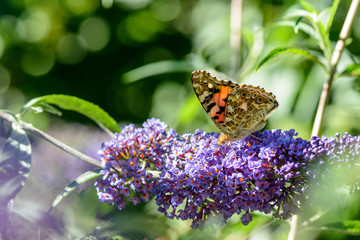 Distelfalter (Vanessa cardui)