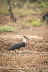 woolly-necked stork or whitenecked stork (Ciconia episcopus), stands on meadow in forest, big bird in natural habitat, Yala National Park, Sri Lanka, black and white bird, Exotic birdwaitching