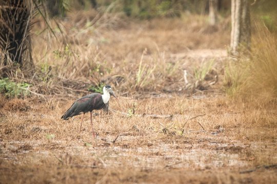 woolly-necked stork or whitenecked stork (Ciconia episcopus), stands on meadow in forest, big bird in natural habitat, Yala National Park, Sri Lanka, black and white bird, Exotic birdwaitching