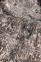 Natural drawing of coastal coral stone. Natural abstract texture.