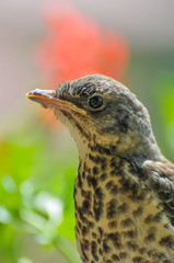a song thrush chick