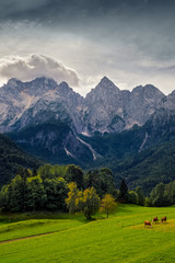 Fototapeta na wymiar Landscape view of mountain peaks, autumn foliage, meadow and cows, Triglav NP, Slovenia