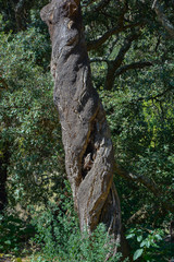  twisted cork oak tree trunk