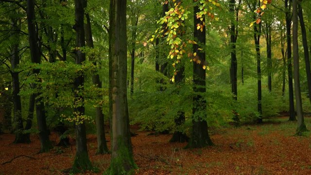Camera moves on slider. Deciduous forest in autumn. A branch loses many orange colored leaves. Atmospheric with little depth of field (large aperture).