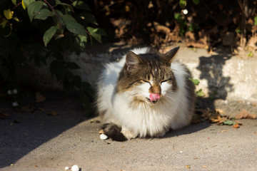 A beautiful fluffy street white-gray cat sits and yawns on the pavement and looks curiously into the lens. Homeless animal shows tongue, close-up