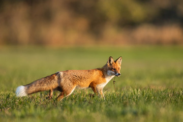 Mammals - European Red Fox (Vulpes vulpes)