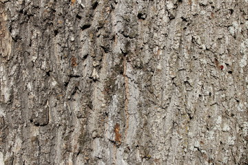 Rugged abstract tree bark texture