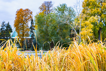 yellow flowers in the garden