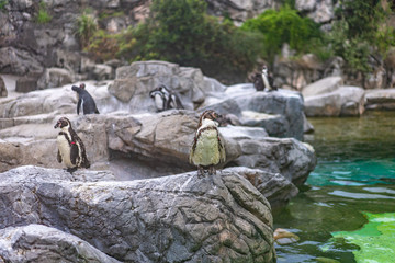 岩の上に立つペンギン