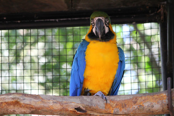 A beautiful blue and yellow macaw inside a bird park