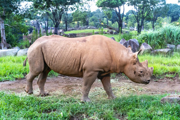 Fototapeta premium 歩くサイ