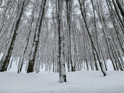 Bosco Innevato 