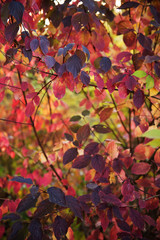 Autumn abstract background. Colorful leaves, a place for an inscription. Selective sharpness, shallow depth of field