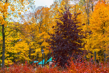 trees in autumn