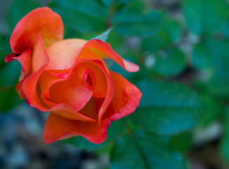 Fototapeta na wymiar Pink rose blooming in garden