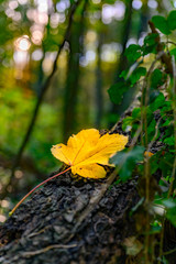 Colorfull autumn leaf on a tree stump in the forest.