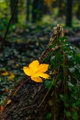 Colorfull autumn leaf on a tree stump in the forest.