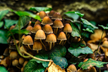 Autumnal mushrooms growing in the woods on a dead tree.